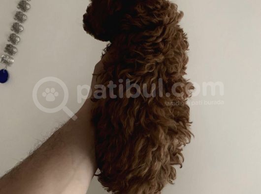 Red Brown Mini Toy Poodle Yavrularımız görsel