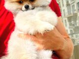 Muhteşem Güzellikte 3 Aylık Pomeranian Boo