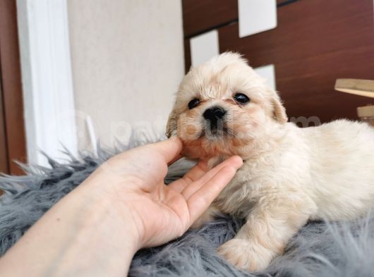 Küçük Maltipoo Bebeklerim görsel