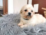 Küçük Maltipoo Bebeklerim