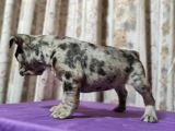 Merle French Bulldog Yavrumuz