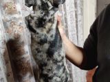 Merle French Bulldog Yavrumuz
