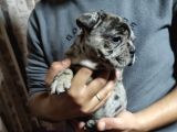 Merle French Bulldog Yavrumuz