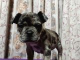 Merle French Bulldog Yavrumuz