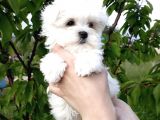 Irk ve Sağlık Garantili Maltese Terrier Yavrularımız