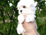 Irk Ve Sağlık Garantili Maltese Terrier Yavrularımız