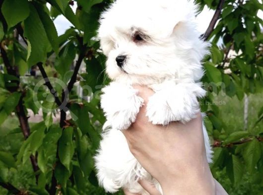 Irk Ve Sağlık Garantili Maltese Terrier Yavrularımız görsel