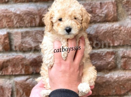 Dişi Ve Erkek Apricot Toy Poodle Yavrular
