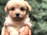 Özel Irk Maltipoo Yavrumuz