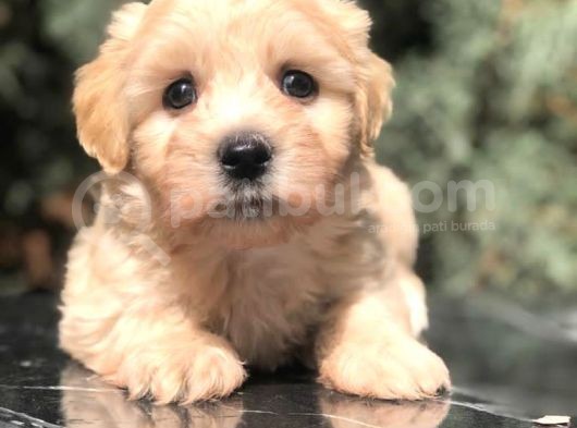 Dizayn Irk Maltipoo Yavrumuz