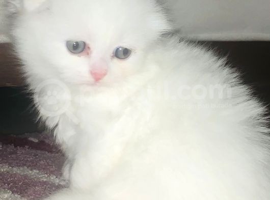 Bir Buçuk Aylık Beyaz Scottish Fold Yavrularımız görsel