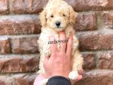 Dişi Ve Erkek Apricot Toy Poodle Yavrular