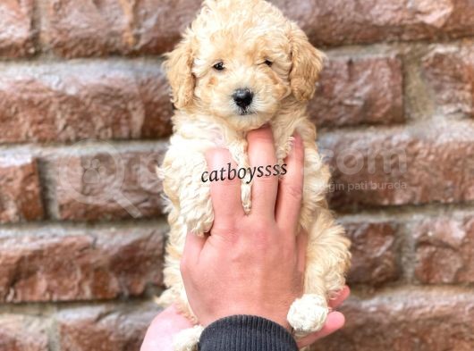 Dişi Ve Erkek Apricot Toy Poodle Yavrular görsel