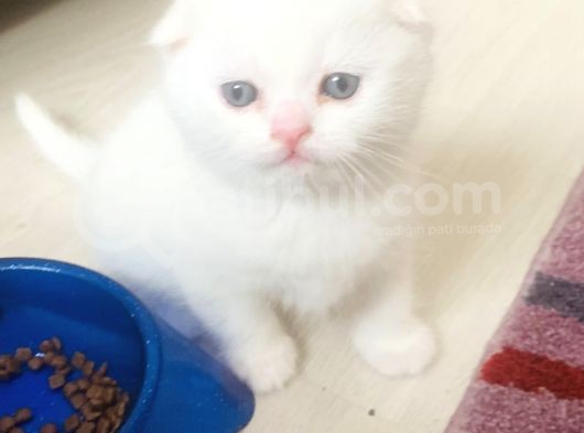 Bir Buçuk Aylık Beyaz Scottish Fold Yavrularımız