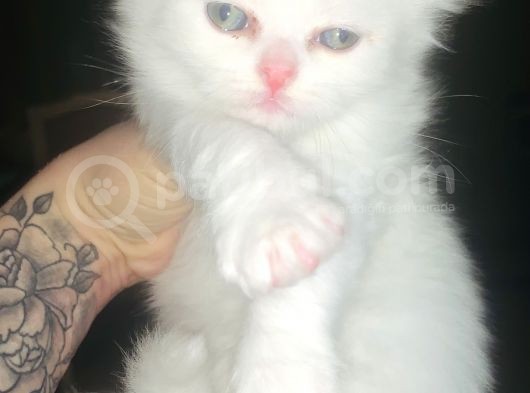 Bir Buçuk Aylık Beyaz Scottish Fold Yavrularımız görsel