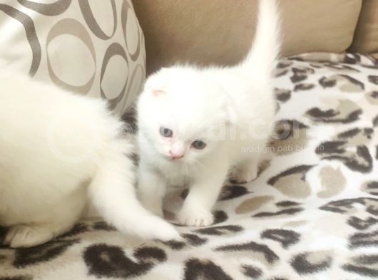 Bir Buçuk Aylık Beyaz Scottish Fold Yavrularımız görsel