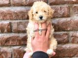 Dişi Ve Erkek Apricot Toy Poodle Yavrular
