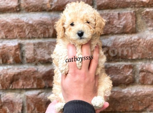 Dişi Ve Erkek Apricot Toy Poodle Yavrular görsel