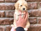 Dişi Ve Erkek Apricot Toy Poodle Yavrular