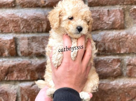 Dişi Ve Erkek Apricot Toy Poodle Yavrular görsel