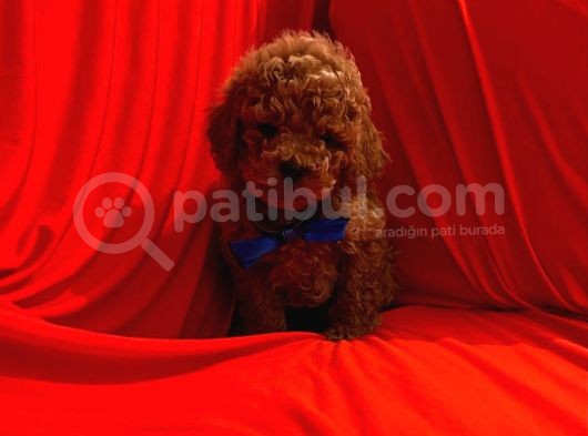 Safkan Toy Poodle Yavrularımız görsel