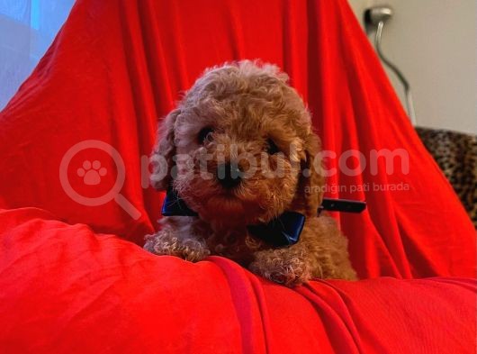 Safkan Toy Poodle Yavrularımız görsel
