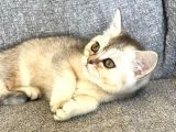 Safkan Silver Dişi British Shorthair