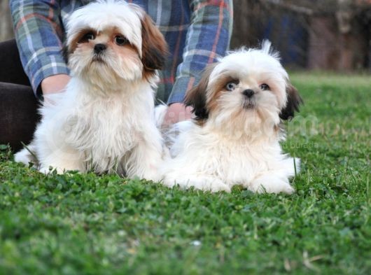 Shih Tzu Yavrular görsel