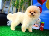 Orijinal Renk Boo Pomeranian Oğlumuz Papa