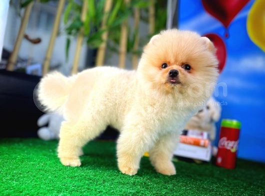 Orijinal Renk Boo Pomeranian Oğlumuz Papa görsel