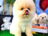 Orijinal Renk Boo Pomeranian Oğlumuz Papa