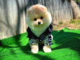 Orijinal Renk Boo Pomeranian Oğlumuz Momo