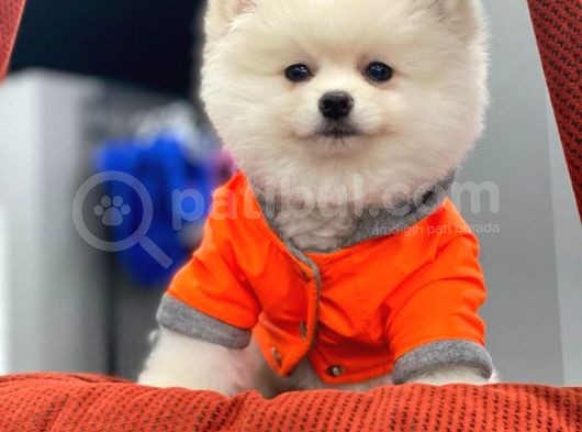 Pomeranian Beyaz Boo görsel