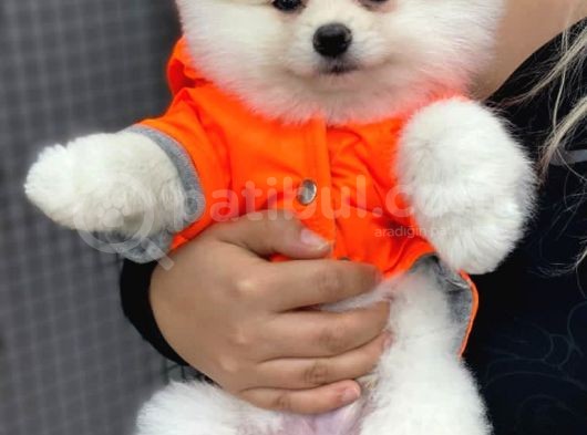 Pomeranian Beyaz Boo