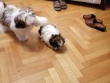 Shih Tzu Yavrularımız