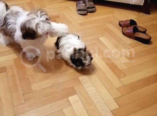 Shih Tzu Yavrularımız görsel