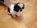 Shih Tzu Yavrularımız