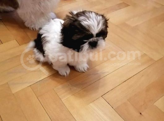 Shih Tzu Yavrularımız görsel
