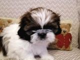 Shih Tzu Yavrularımız