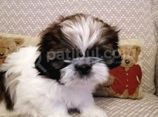 Shih Tzu Yavrularımız görsel