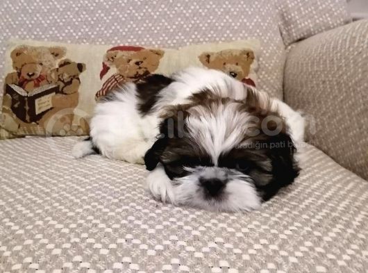 Shih Tzu Yavrularımız görsel