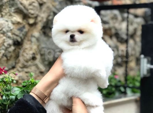 Safkan Beyaz Pomeranian Teddy Bear Dişi Ve Erkek