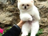 Safkan Beyaz Pomeranian Teddy Bear Dişi Ve Erkek