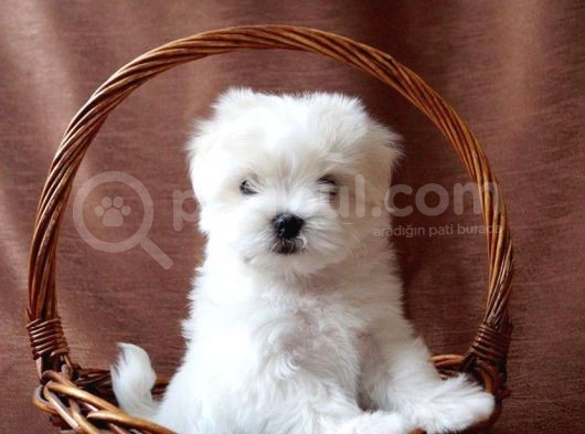Irk Ve Sağlık Garantili Maltese Terrier Yavrularımız görsel