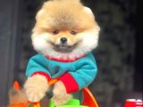 3 Aylık Erkek Pomeranian Boo