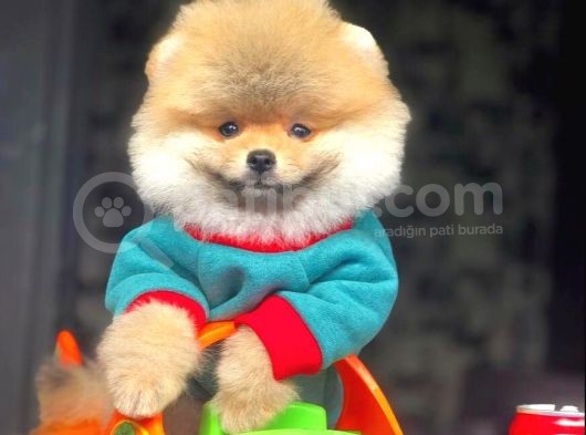 3 Aylık Erkek Pomeranian Boo görsel