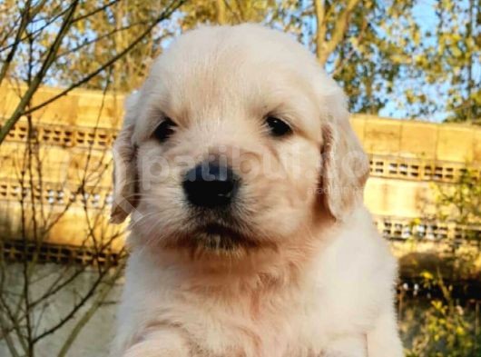 Golden Retriever Yavruları
