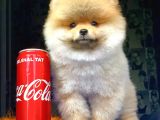 3 Aylık Erkek Pomeranian Boo