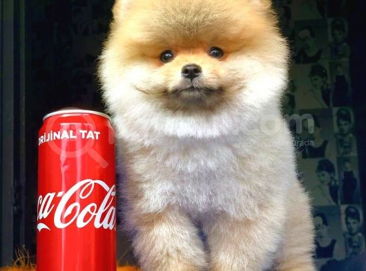 3 Aylık Erkek Pomeranian Boo