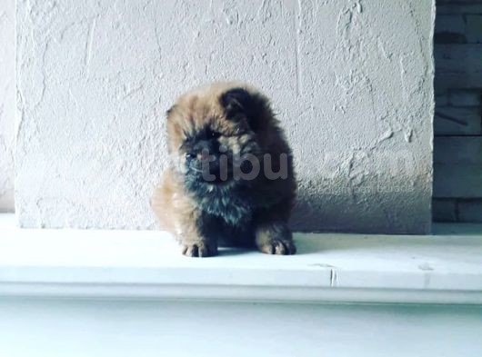 Çok Kalite Süratli Cow Cow Yavrularımız görsel
